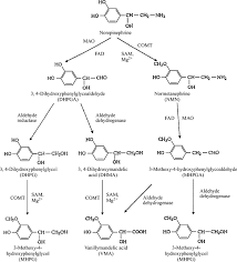 Neurotransmitters An Overview Sciencedirect Topics