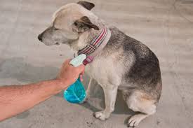 Home Remedy To Keep Flies Off Dogs Kill Fleas On Dogs Cat Fleas Cat Has Fleas