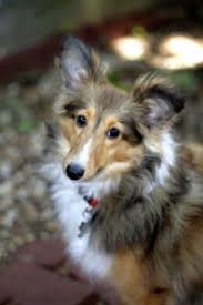 Any name that means noble is suitable for the canine queen of your household, but this moniker. Top Female Dog Names Their Meanings Fairmount Pet Service