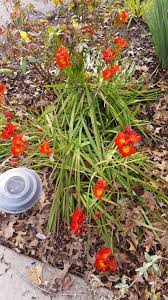 Image result for Freesia grandiflora