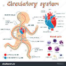 Diagram showing the location of the kidneys in the abdominal cavity and their attachment to major arteries and veins.encyclopædia britannica, inc. Human Circulatory System For Kids Vector Color Royalty Free Stock Vector 486552592 Avopix Com