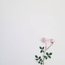 We did not find results for: Pin Oleh Sophie Lanzi Di Flora Lukisan Bunga Mawar Putih Poster Bunga