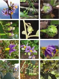 Image result for Solanum cyaneopurpureum