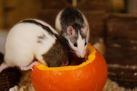 You can keep rats off your tomato plants by making their environments uncomfortable and by exterminating them. What Do Pet Rats Eat A Guide To A Healthy Diet For Your Rats Animallama