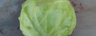 Check spelling or type a new query. Cabbage Using Storing Vermont Organic Farm Cedar Circle Farm Education Center