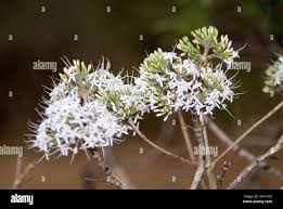 Image result for Pavetta sp. F