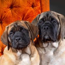 By all about puppies on august 2, 2012. Impeccable Mastiffs Home Facebook