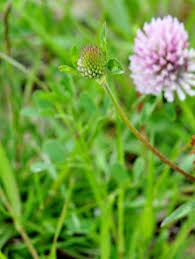Image result for Trifolium masaiense