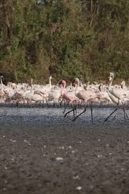 Sewri Fort in Mumbai, India - reviews ...