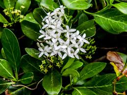 Image result for Pavetta revoluta