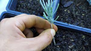 The best part is if you can't use it when you get it, you can easily store it for the future. How To Propagate Lavender With Stem Cuttings How To Garden Advice