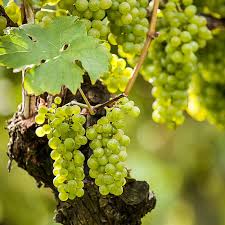 Image result for Vitis vinifera