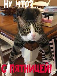 pin by irina suboch on pyatnica cats animals good morning