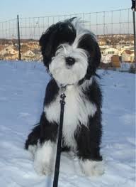This is the price you can expect to budget for a tibetan terrier with. Tibetan Terrier Puppies Breeders Terriers