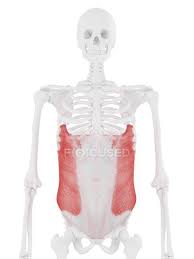 Here is your health… the dumbbell side bend is probably the best exercise for isolating the external obliques from the rectus abdominus. Human Skeleton With Detailed Red External Oblique Muscle Digital Illustration Model Science Stock Photo 308625352