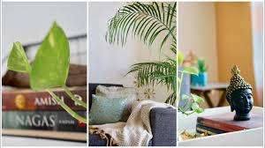 Snake plant decor interior plants living decor home decor styles home decor items home decor living room plants decor scandinavian budget friendly pots and planters for indoor plants. Home Decoration Ideas Using Indoor Plants Beginners Guide For Green Decor Interiormaata Youtube