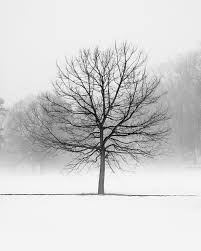 Black And White Nature Painting Winter Tree Landscape Photography Peaceful Landscape Art For Etsy Black And White Landscape Winter Landscape Photography Black And White Tree
