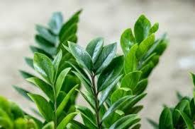 Zz plants are healthiest in bright to moderate, indirect light, with temperatures from 65° to 79° f (18° to 26° c). Zz Plant Care Growing Tips Meet The Tough Zanizibar Gem Lovetoknow