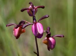 Image result for Eulophia coeloglossa