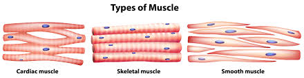 The three types of muscle cells are skeletal, cardiac, and smooth. Muscle Tissue Scientist Cindy