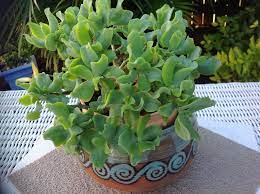 Crassula Ovata Undulata Curly Ripple Or Wave Jade Crassula Ovata Succulents Plants