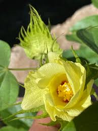 Image result for Gossypium