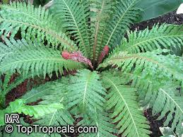 Image result for Blechnum