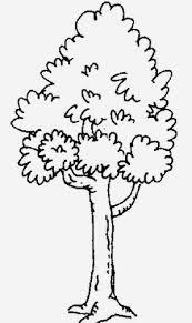 Picture mewarnai gambar buah manggis art dapat dicetak dan gambar. Lukisan Pokok Cikimm Com