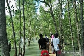 Walaupun udara di kamar itu sangat dingin, tapi hawa yang kami keluarkan mengalahkan udara dingin. Wisata Mangrove Harapan Baru Warga Pesisir Tanjungpunai Antara News