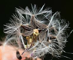 Image result for Lactuca glandulifera