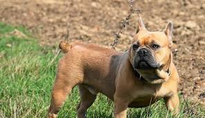 Lady gaga's french bulldogs found safe; French Bulldog Tail Cheap Online