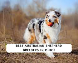 Best coffee machine brands australian kelpie breeders in ohio. 5 Best Australian Shepherd Breeders In Ohio 2021 We Love Doodles