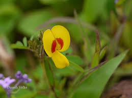 Image result for Smithia