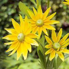 Image result for Rudbeckia Paradisio