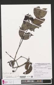 Image result for Psydrax parviflora