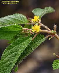 Image result for Corchorus aestuans