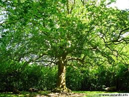 Les Bonnes Distances De Plantation Des Arbres Et Des Arbustes