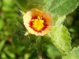 Image result for Astripomoea grantii