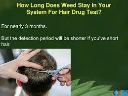 For now, you just need a simple answer, and here it is: How Long Does Marijuana Stay In Your System Ppt Download