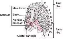 The rib cage protects the organs in the thoracic cavity, assists in respiration, and measuring rib cage and abdominal movement represents the most common technique for assessing dynamic maintenance of end expiratory lung volume. What Is This Bulge I Feel Right In The Centre A Little Bit Under My Rib Cage That Hurts When I Push Down Quora