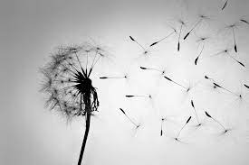 Who hasn't made a wish, blown the downy top of a dandelion, and watched the tiny seed pods get carried away by the wind? Dandelion Black White Top Quality Canvas Print Photowall