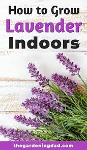 How To Grow Lavender From Seed 5 Simple Tips Growing Lavender Growing Herbs Indoors Growing Lavender Indoors