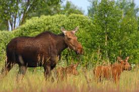 An eerie photo of chernobyl, which is now a ghost town. Nearly 30 Years After Chernobyl Disaster Wildlife Returns To The Area Live Science