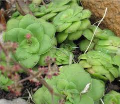 Image result for Crassula morrumbalensis