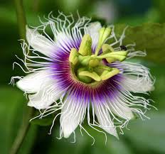 Image result for Passiflora edulis