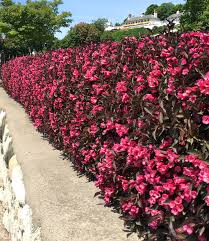 Blutenglocken Hecke Wine Roses 1a Qualitat Baldur Garten
