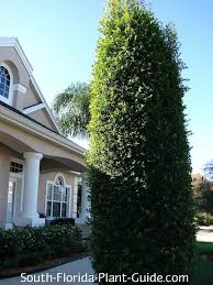 Image result for Eugenia