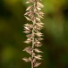 Image result for Tragus racemosus