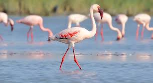 Image result for lesser flamingo