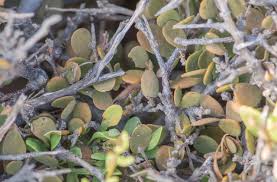 Image result for Capparis cartilaginea